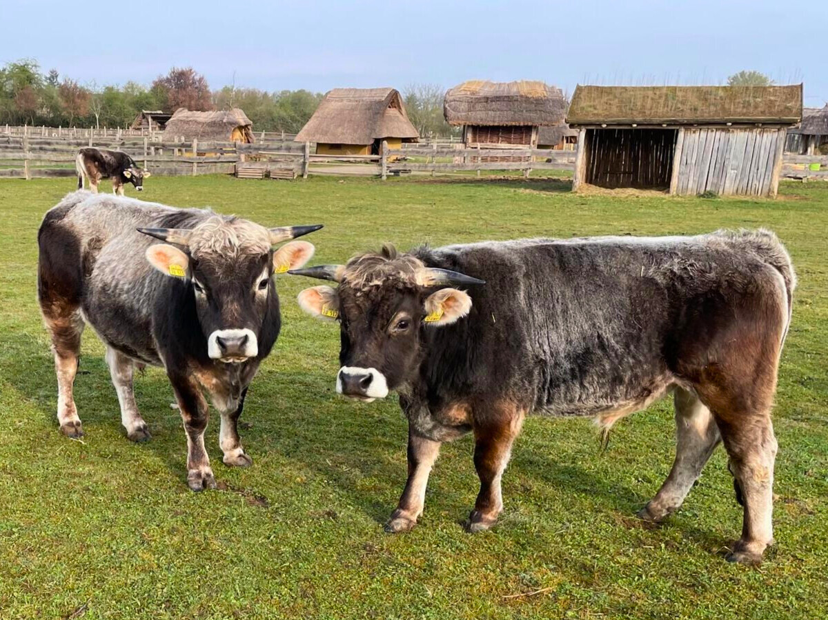 Bild: Susanna Brunner